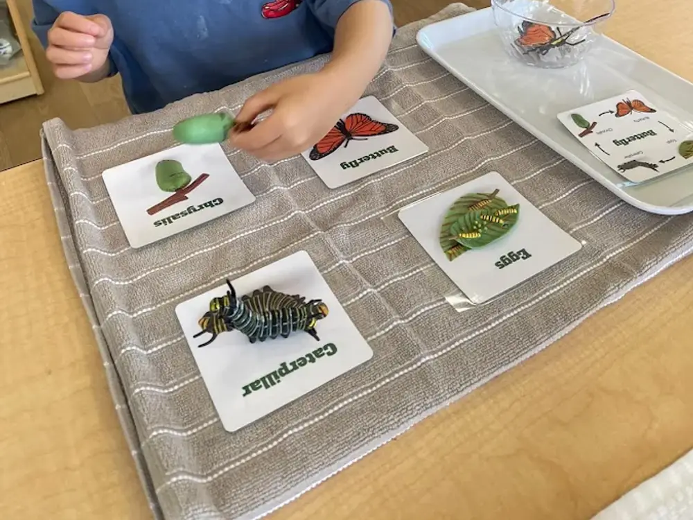 Mulholland Montessori Preschool in Woodland Hills, CA
