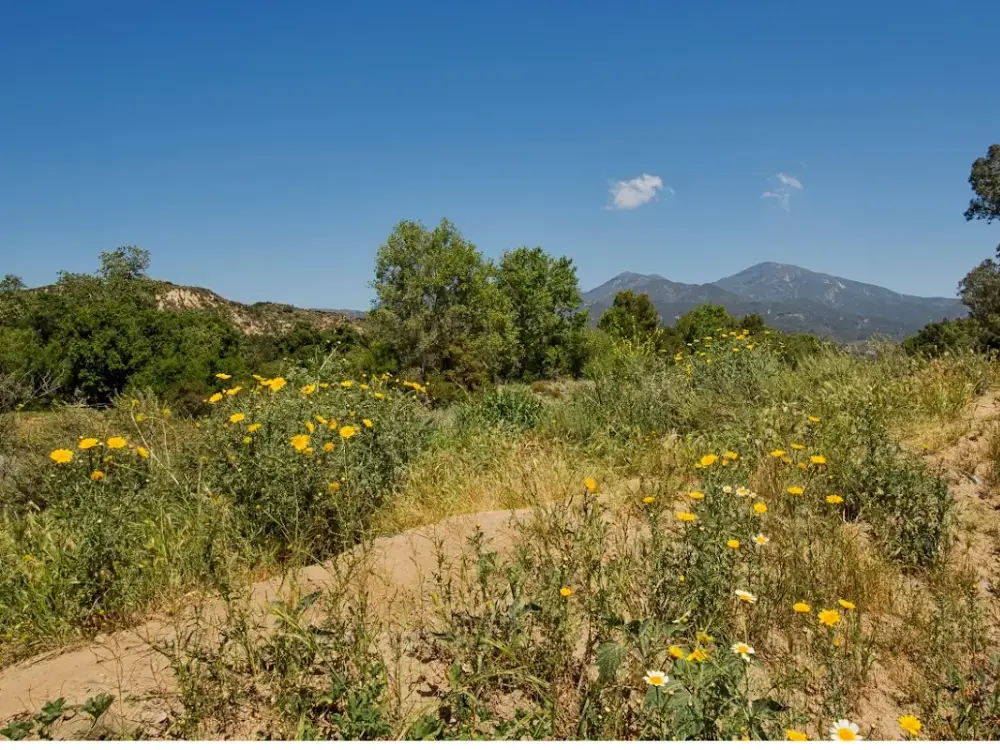 Saddleback Children's Center in Rancho Sta Margarita, CA